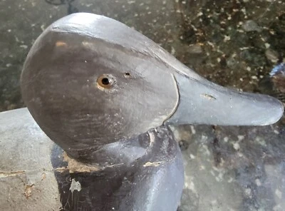 Glass Eyed Canvas Back Duck Decoy From Estate In The St. Clair Flats Area - Image 1 of 4