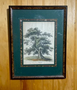 Stampa vintage ALBERO DI NOCE cornice unica tinta a mano 13”x10” - Foto 1 di 6