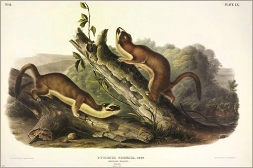 Póster artístico ilustración vintage de comadreja bridada de John James Audubon 20x30 Foto 1 de 1