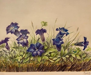 Original Buntstiftzeichnung | Fritz Wolf | Enzianblauen - Bild 1 von 3