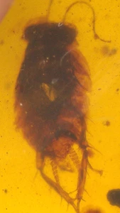 Cretaceous Cockroach with Beetle in Burmite Amber Fossil from Dinosaur Age - Picture 1 of 10