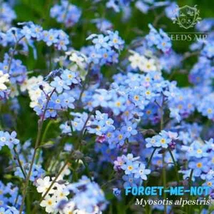 2000 Samen ALPEN-VERGISSMEINNICHT Myosotis alpestris sylvatica FORGET ME NOTS - Bild 1 von 4