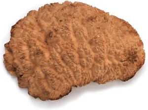 Australian Red Mallee Burl Cap 1Kg-2Kg 1 pezzo - Foto 1 di 3