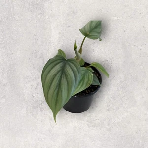 Philodendron Plowmanii - Picture 1 of 3