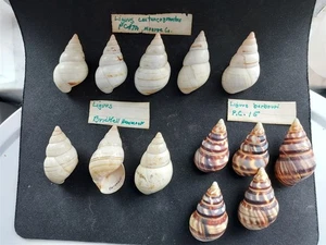 #B1 Lot of 13 better Liguus land snail shells with info tags approx. 40-49mm - Picture 1 of 2