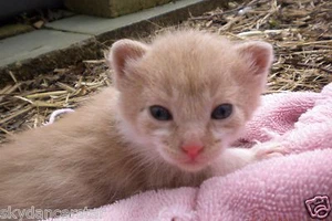 SPONSOR RESCUED GINGER FERAL CAT KITTEN HELP FEED VET COLOR PHOTO Cat Rescue - Picture 1 of 1