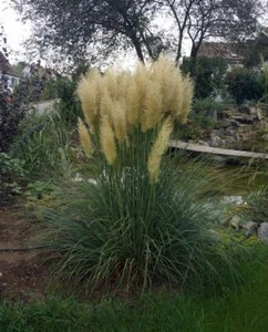 Pampasgras, (Cortaderia), Sorte: Evita®, im 2 Liter Container, ca. 70cm hoch - Bild 1 von 1