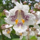 50 Flowering NORTHERN CATALPA Speciosa TREE Seeds (Western, Catawba Indian Cigar