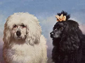 PUDEL CHARMANTE HUNDEGRUSS NOTIZKARTE ZWEI SCHÖNE ALTE STIL HUNDE KOPF STUDIE - Bild 1 von 1