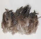 Feather PLUMAGE Assorted 2"-8" Peacock & Pheasant 100-500 Pcs; Halloween/Costume