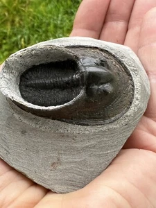 Arpas Trilobites (Aristoharpes) Perradiatus Período Devónico Marruecos - Imagen 1 de 6