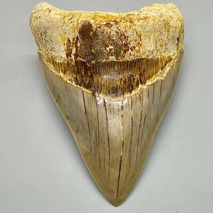 RAZOR SHARP Dente MEGALODON fossile seghettato 4,74" - Spessore Indo Meg inferiore - Foto 1 di 8