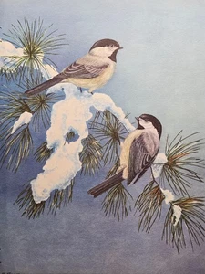 BLACK-CAPPED CHICKADEES by Artist John W Taylor Magazine Illustration 1957 - Picture 1 of 4