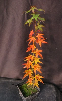 Acer Palmatum Ssp. Amoenum 'Mikawa Yatsubusa' Japanese Maple Tree Seedling 20" - Image 1 of 4