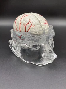 Lucite Head With Brain Model UCB Pharma Medical Pharmaceutical Display Research - Picture 1 of 17