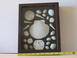 Shadow Box Display of Shells 9"x11"x2.5". Coastal Beachy Vibe. Free Shipping - Picture 1 of 6