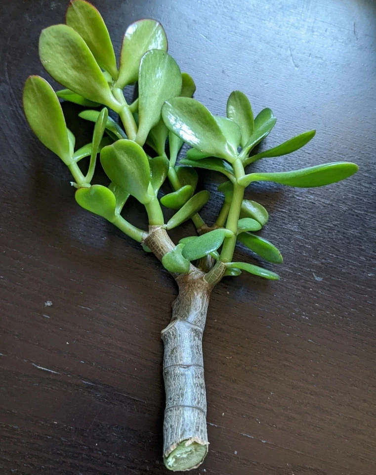 Planta de jade de corte grueso Crassula ovata suculenta Foto 1 de 1