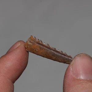 VERY RARE Shark Spine from the Famous HELL CREEK FORMATION - Dinosaur Age Fossil - Picture 1 of 8