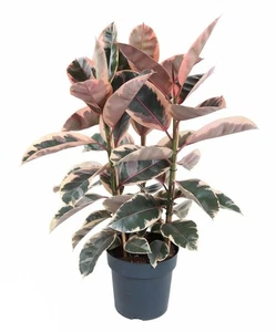 Gummibaum Ficus Elastica Belize 3 Pflanzen im Topf ca 100cm Zimmerpflanze - Bild 1 von 1