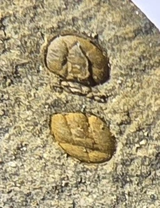 TRILOBITE AGNÓSTIDO Cámbrico Británico Tomagnostus fissus Pembrokeshire Fósil - Imagen 1 de 4