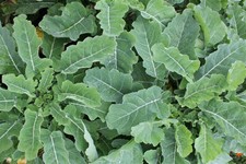 1g (+/-250 graines) Chou Perpétuel Daubenton | Cabbage thousand heads