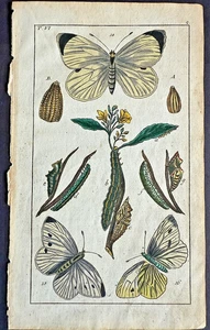 Rare 1797 Wilhelms 3 PIERID BUTTERFLIES  + STAGES Hand-Colored Copper Plate #6 - Picture 1 of 4