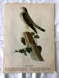 Pigeon Hawk & Copper's Hawk by John James Audubon, Bird of Prey Print Art Birds - Picture 1 of 5