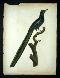 LA PIE DU PARADIS gravure planche estampe OISEAU DE BARRABAND LE VAILLANT - Picture 1 of 4