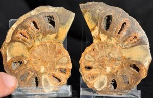 2518 RARE TEXAS PAIR Ammonite 68gm Med 60mm Calycoceras Tarrant Co Fossil 2.4" - Picture 1 of 6