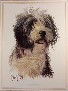 Bearded Collie Dog Robert May Fine Art Greeting Card Blank 6"x8" Quay Dorset UK - Picture 1 of 6