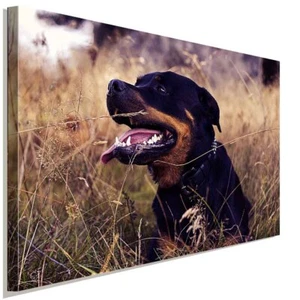 Rottweiler in der Natur Leinwandbild AK Art BilderWanddeko Wandbild Kunstdruck - Bild 1 von 5