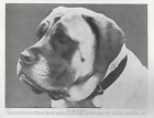 Mastiff "Volo" - 1934 Vintage Dog Art "Photo" Print - MATTED 