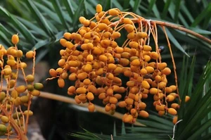 MOUNTAIN DATE PALM - PHOENIX LOUREIROI 5+ Seeds - EDIBLE Gx 179 - Picture 1 of 2