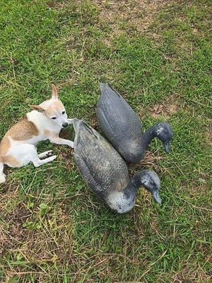 2 25" Canadian Goose Geese Hunting Water Decoy s Float  - Image 1 of 4