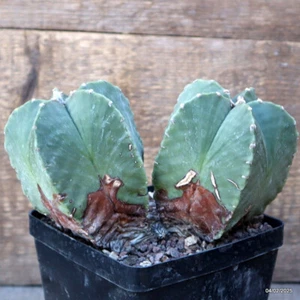 D1936 ASTROPHYTUM MYRIOSTIGMA DICOTÓMICO maceta 12-H12-W18 cm MaMa Cactus - Imagen 1 de 4