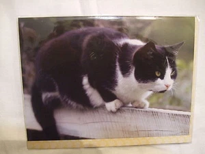 CARTE + ENVELOPPE - CHAT NOIR ET BLANC - Picture 1 of 1