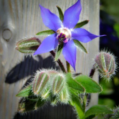 Borago officinalis (Borage) 50 Seeds - Garden Annual | Spring Summer Flowers UK - Image 1 of 3