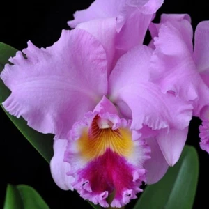 Pianta di Orchidea Cattleya Nana Honda 'Vulcano Queen' vaso misura 3-4 pollici - Foto 1 di 4