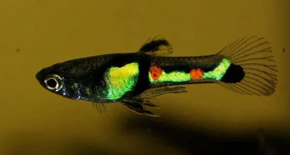 PZ.5 Endler El Tigre Black Dorsal - Pesci - laghetto acquario POND - Immagine 1 di 1