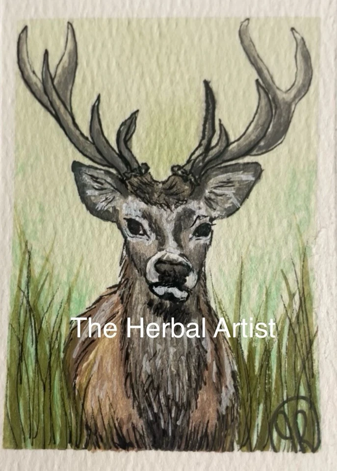 Pintura Acuarela Original ACEO Buck, Ciervo, Gran Caza, Cuernos, Mini Foto 1 de 1