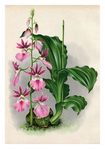 Eulophia Congoensis by Jean Linden Orchids A4 Art Print Flower Art - Picture 1 of 1