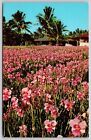 Carte postale chrome Vanda Orchids Hawaii champs de fleurs tropicales feuillage panoramique