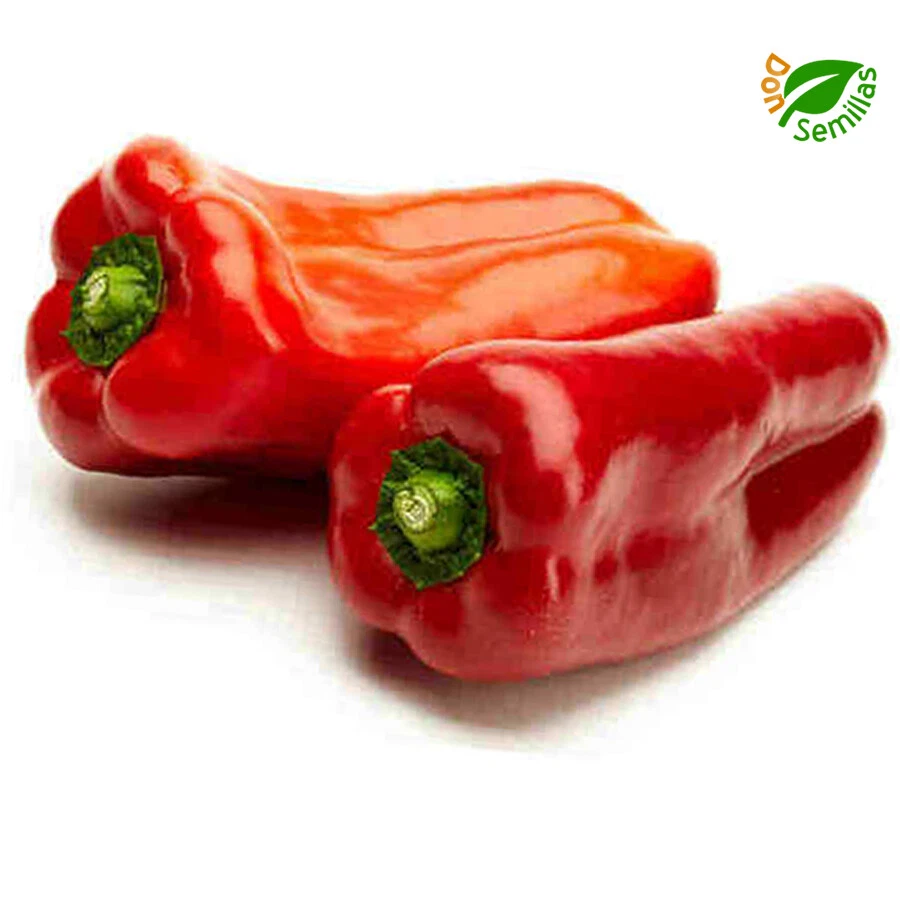 Pimiento Infantes Rojo ( 100 semillas ) seeds - manchego - verde - Imagen 1 de 1