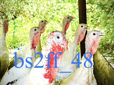 3 Royal Palm Turkey Hatching Eggs shipping now(Read description!!!)