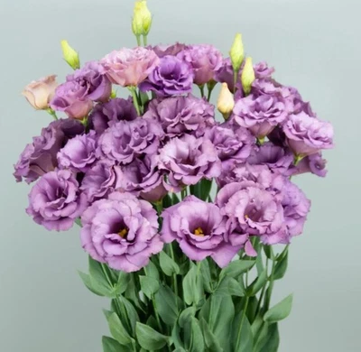 Lisianthus Lilac Shade Live Starter Plant - 2-5" Tall - 2" Pot - Zones 8-10 - Image 1 of 4