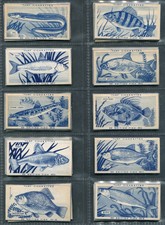 CARRERAS 1954 - "BRITISH FISH" - TURF CIGARETTE CARDS - PICK YOUR CARD