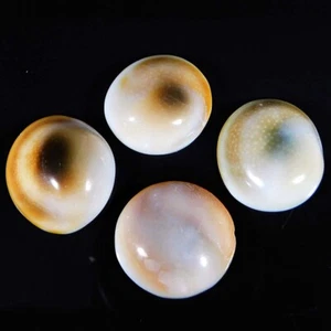 Natural Shiva Eye Shell Wholesale Lot Fancy Cabochon Loose Gemstone 95.00Cts. - Picture 1 of 3
