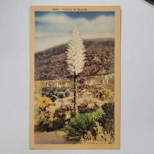 Yucca In Bloom Spanish Dagger Vintage Linen Postcard Gods Candle Desert Foothill - Picture 1 of 6