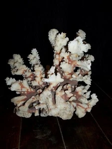 Coral large piece of sea coral - Picture 1 of 7