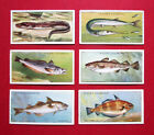 PLAYERS  6 SCARCE  1935 VINTAGE CIGARETTE CARDS   SEA FISHES   14-15-16-17-18-19
